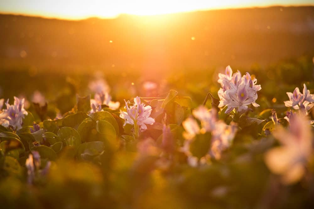 Cancer, Violence, and Wildflowers